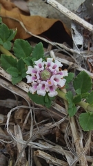 Phyla nodiflora minor