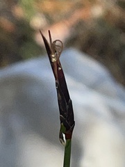 Schoenus lepidosperma pachylepis