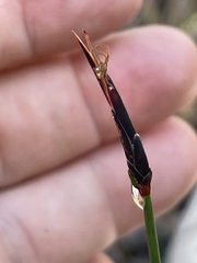 Schoenus lepidosperma pachylepis