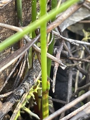 Schoenus lepidosperma pachylepis