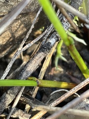 Schoenus lepidosperma pachylepis