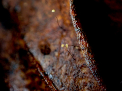 Marasmius crinis-equi