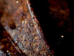 Marasmius crinis-equi