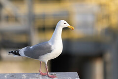 Larus occidentalis
