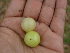 Byrsonima bucidifolia