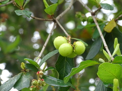 Byrsonima bucidifolia
