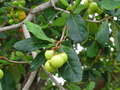 Byrsonima bucidifolia