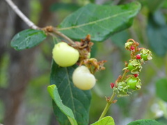 Byrsonima bucidifolia
