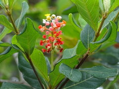 Byrsonima bucidifolia