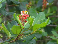 Byrsonima bucidifolia