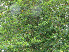 Byrsonima bucidifolia