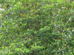 Byrsonima bucidifolia