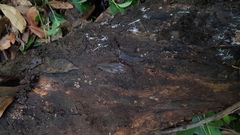 Leotiomycetes