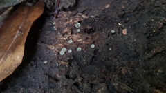 Leotiomycetes