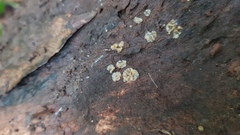 Leotiomycetes