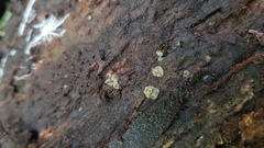 Leotiomycetes