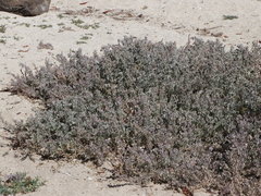 Atriplex barclayana