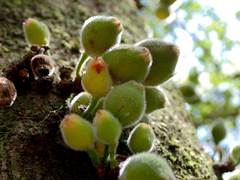 Ficus coronata