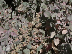 Atriplex barclayana