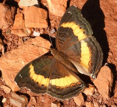 Junonia elgiva