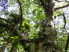Ficus coronata