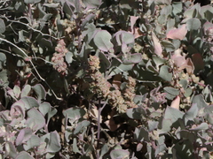 Atriplex barclayana