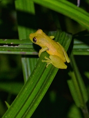 Scinax elaeochroa