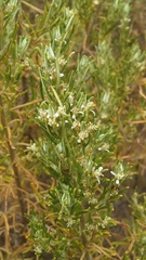 Olearia ramulosa