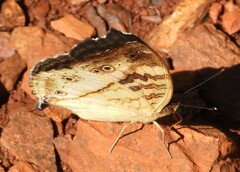 Junonia elgiva