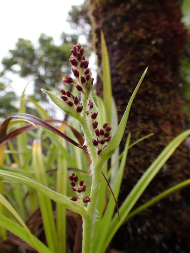 Astelia argyrocoma
