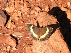 Junonia elgiva