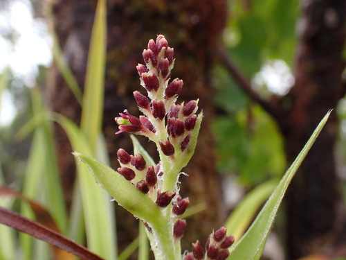 Astelia argyrocoma