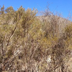 Ornithostaphylos oppositifolia