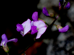Glycine microphylla