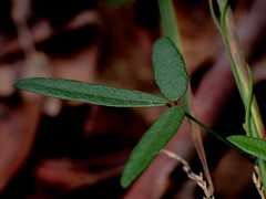 Glycine microphylla