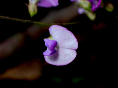 Glycine microphylla