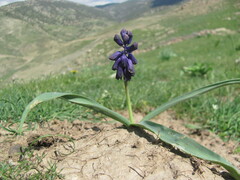 Muscari neglectum