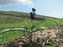 Muscari neglectum