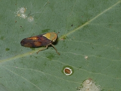 Brunotartessus fulvus