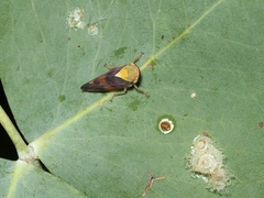 Brunotartessus fulvus