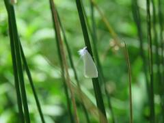 Tipanaea patulella