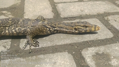 Varanus salvator bivittatus
