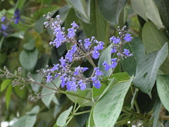 Vitex gaumeri