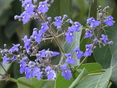 Vitex gaumeri