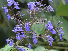 Vitex gaumeri