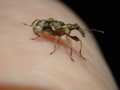 Stephanorhynchus curvipes