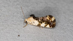Acontia nivipicta
