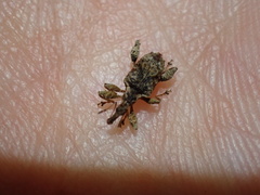 Stephanorhynchus curvipes