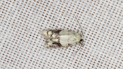 Tracholena sulfurosa