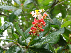 Byrsonima bucidifolia